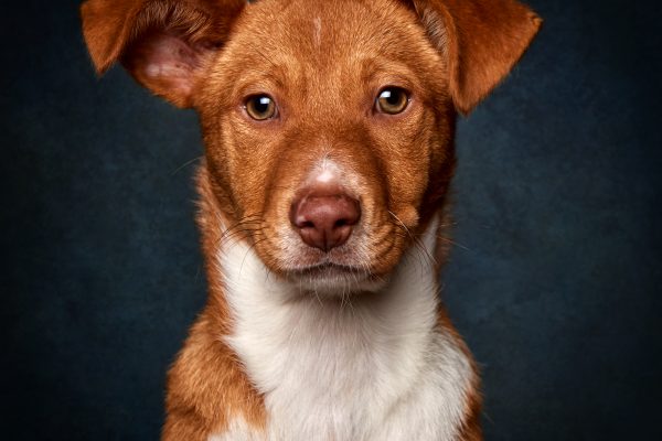My New Friend – Dingo