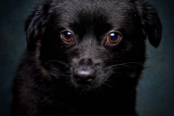 My new friend – Cookie