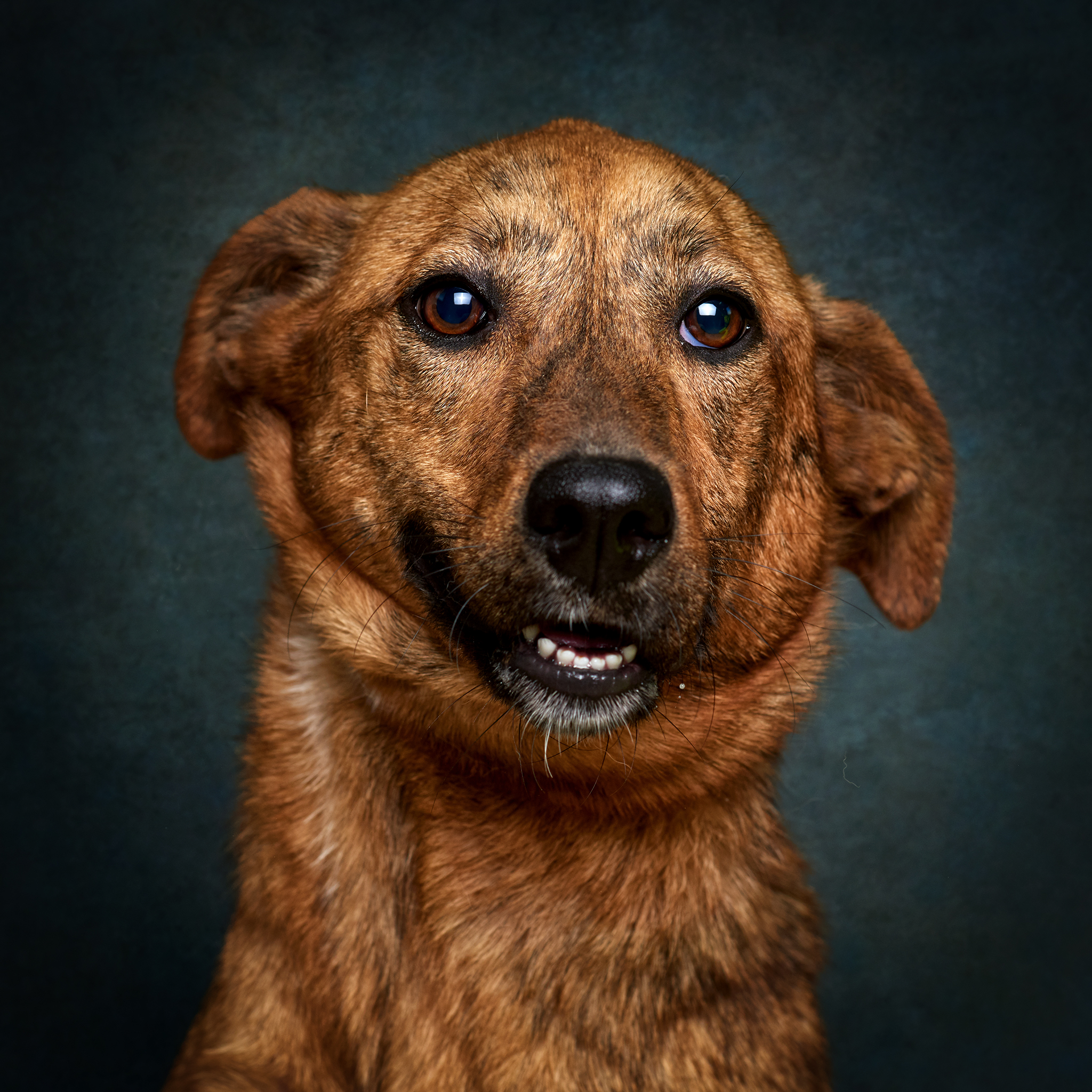 Retrato de Tigresa, cadela para adoção em Matosinhos