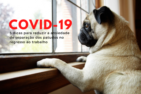 5 dicas para reduzir a ansiedade de separação dos patudos no regresso ao trabalho