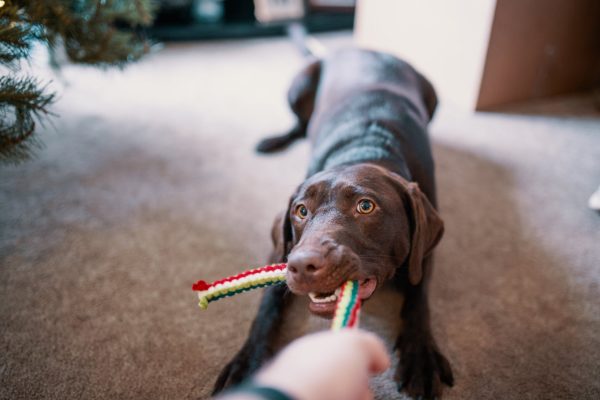 O impacto das brincadeiras no bem estar do seu ANIMAL