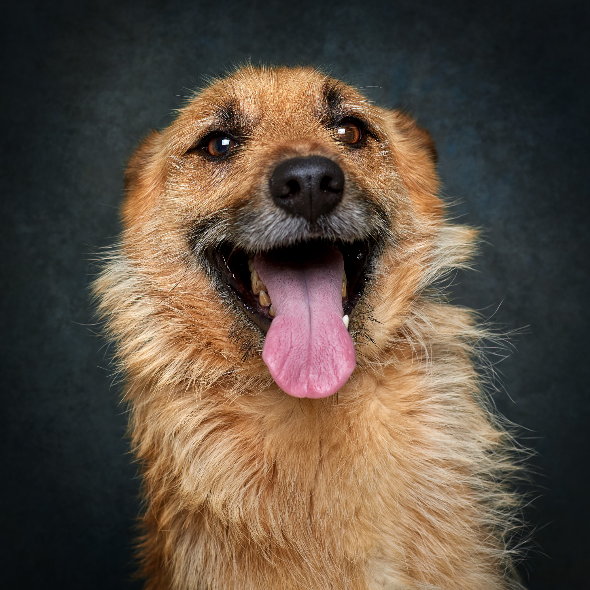 Retrato de Rocky, cão para adoção em Matosinhos