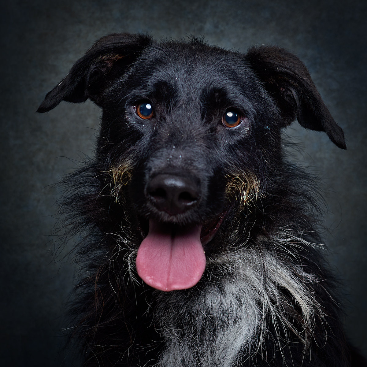 Retrato de Igor, cão para adoção em Matosinhos