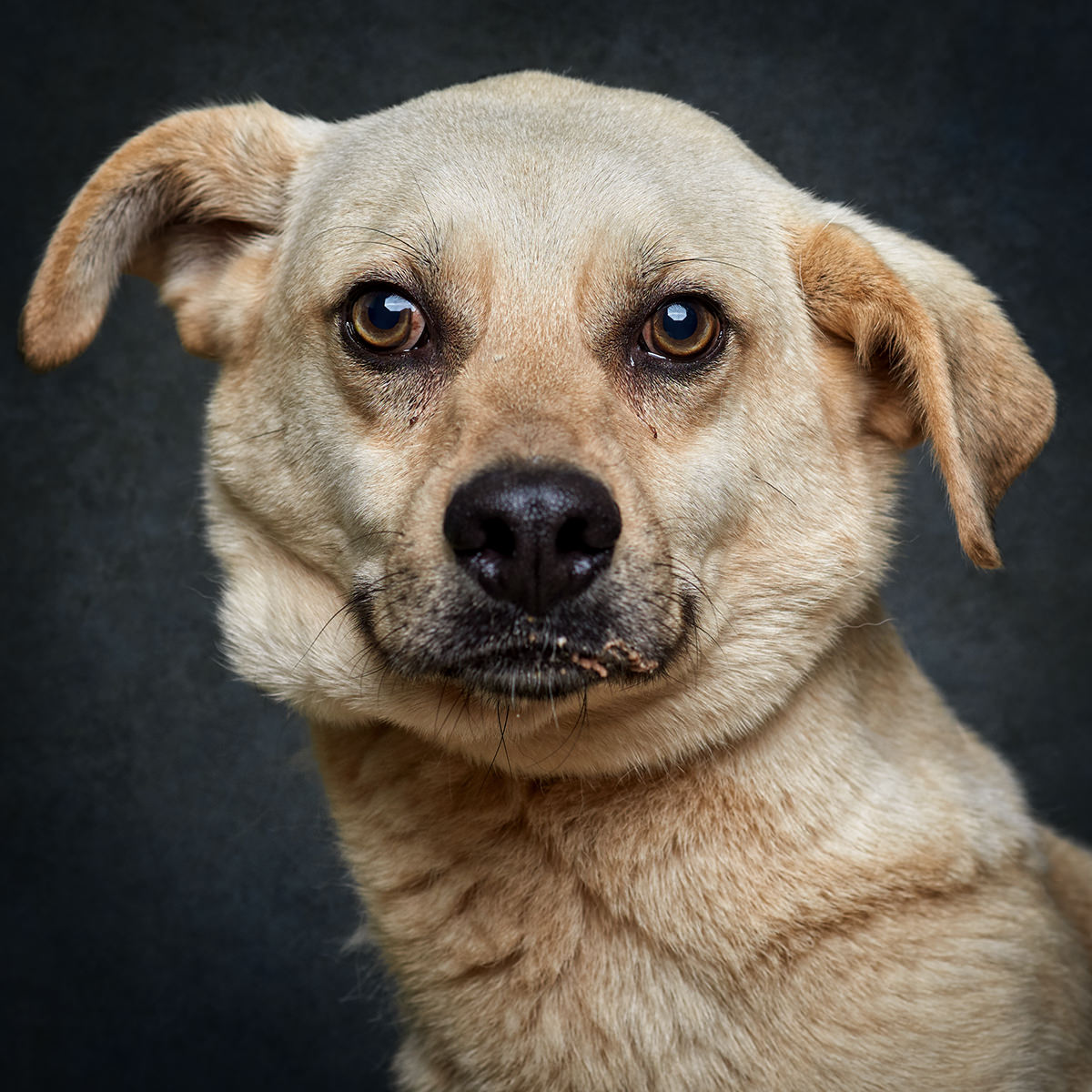 Retrato de Leo, cão para adoção em Matosinhos