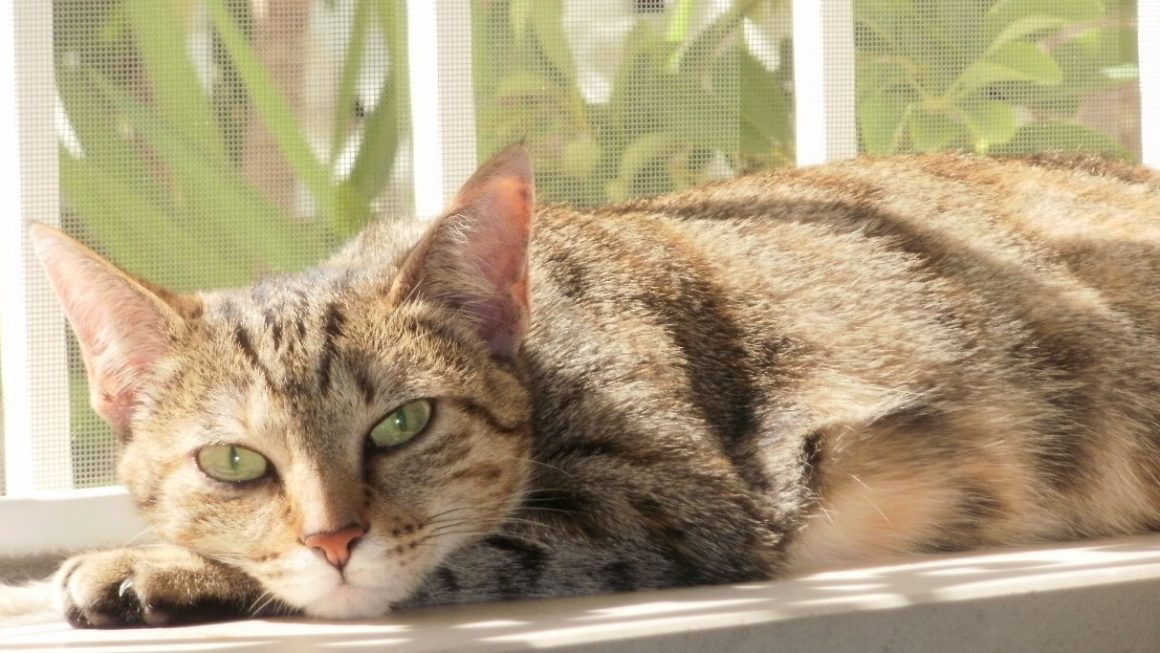 Joaninha – A gata maravilhosa