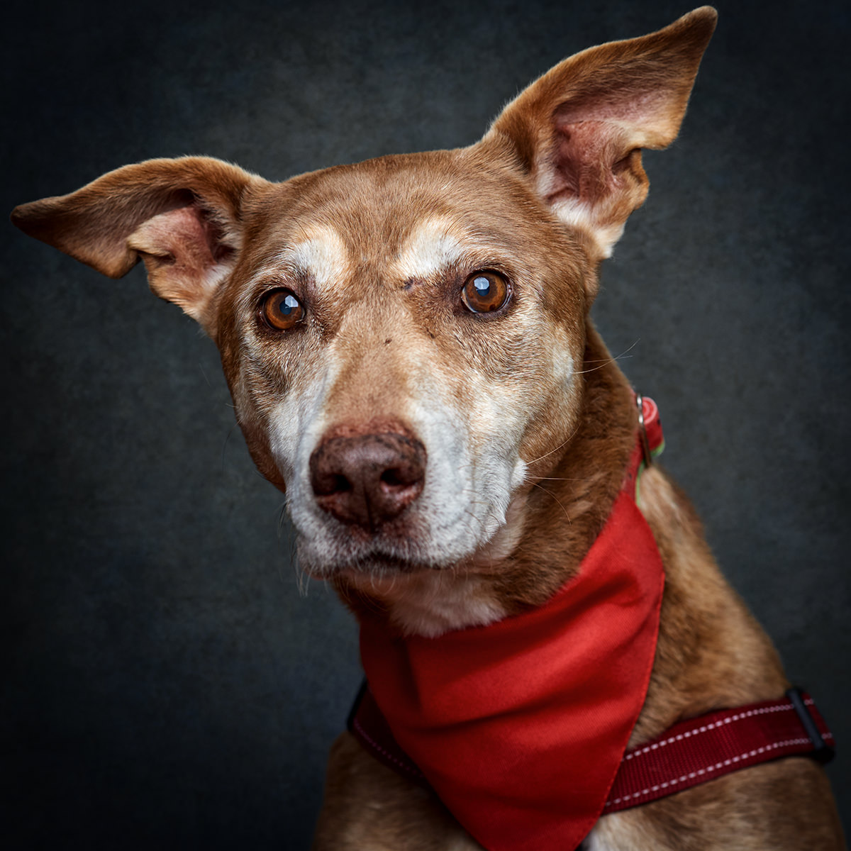 Retrato de Rocky, cão para adoção em Sintra