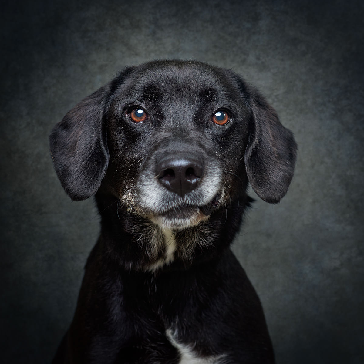 Retrato de Buddy, cão para adoção em Matosinhos