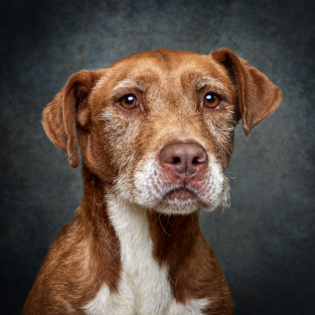 Retrato de Custódia, cadela para adoção em Matosinhos