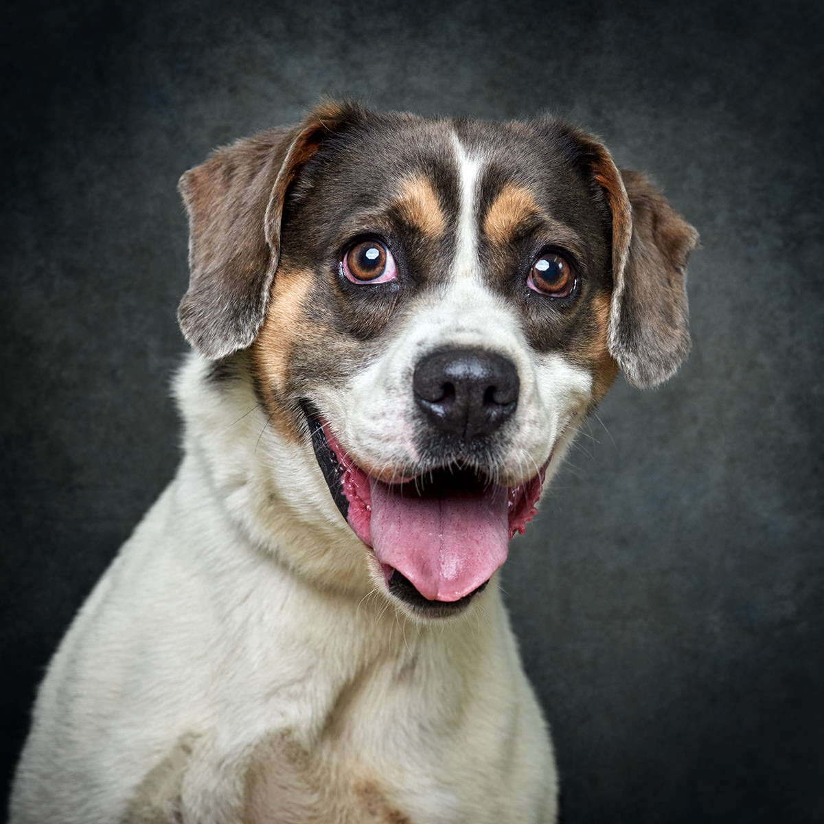 Retrato de Bull, cão para adoção em Matosinhos