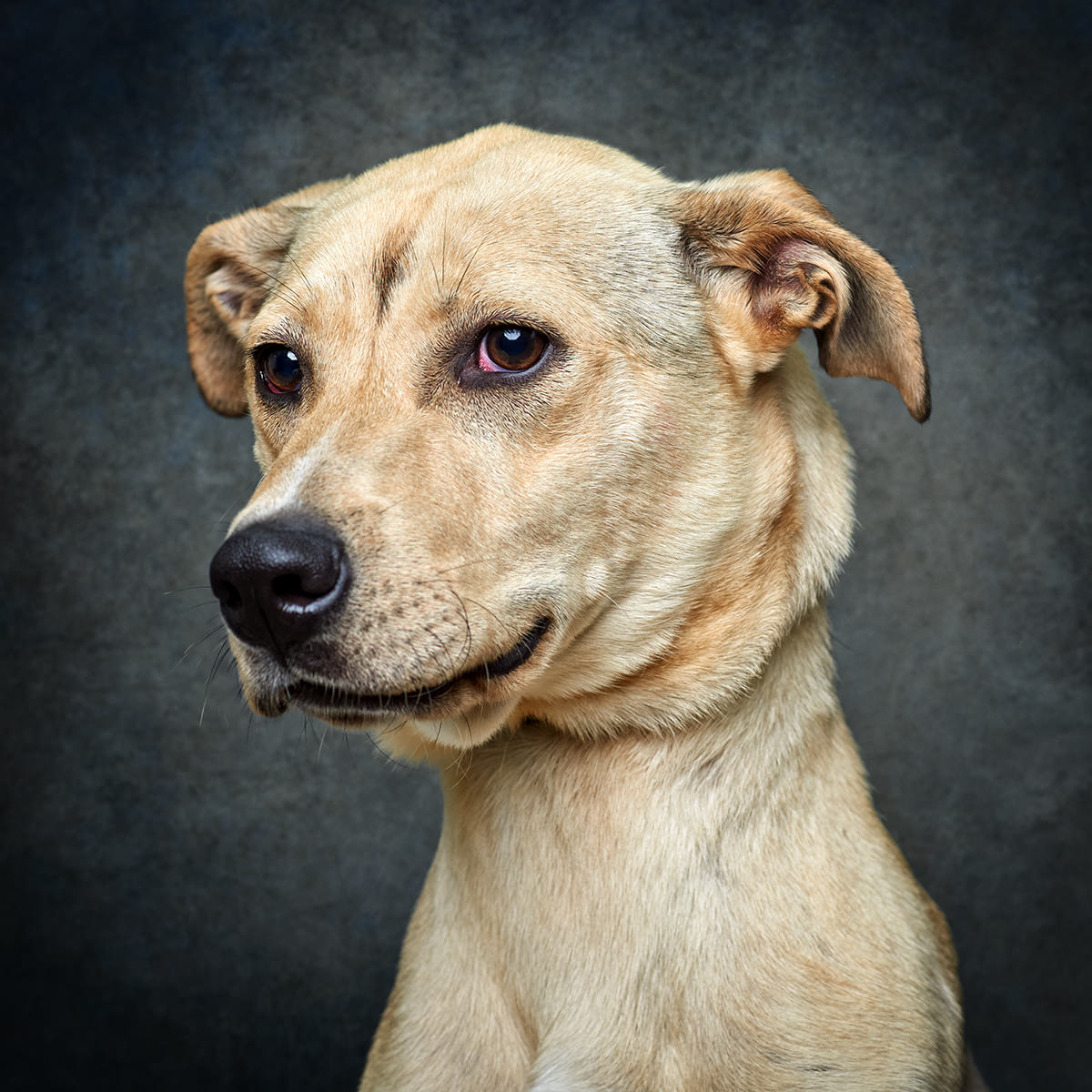 Retrato de Bobi, cão para adoção em Matosinhos