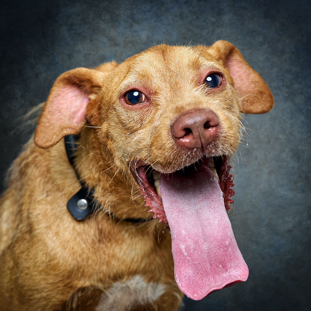 Retrato de Osíris, cão para adoção em Matosinhos