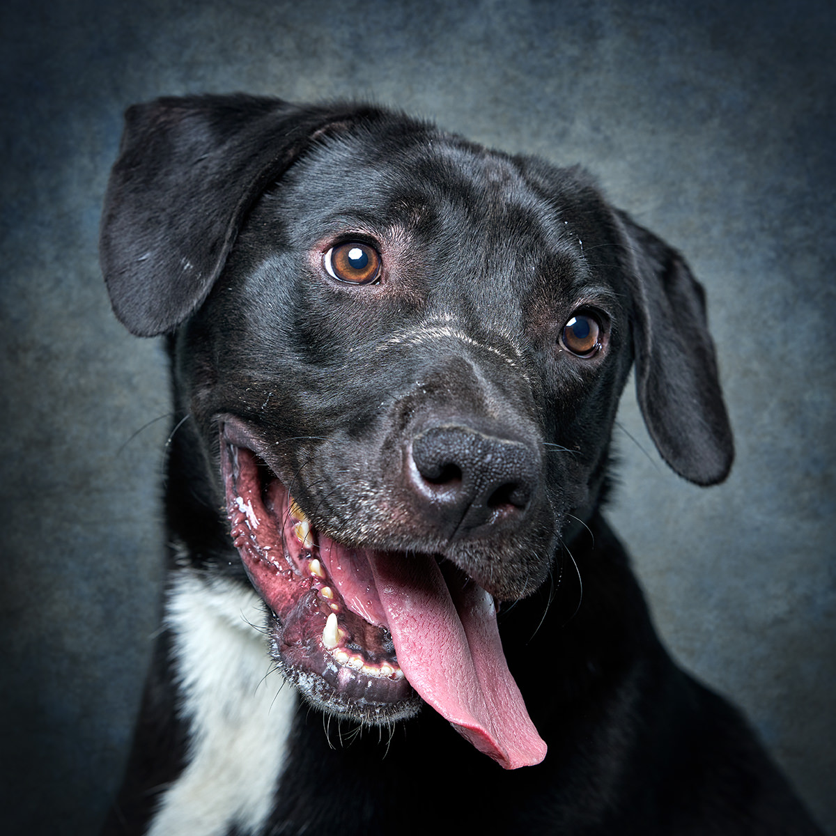 Retrato de Pantera, cadela para adoção em Matosinhos