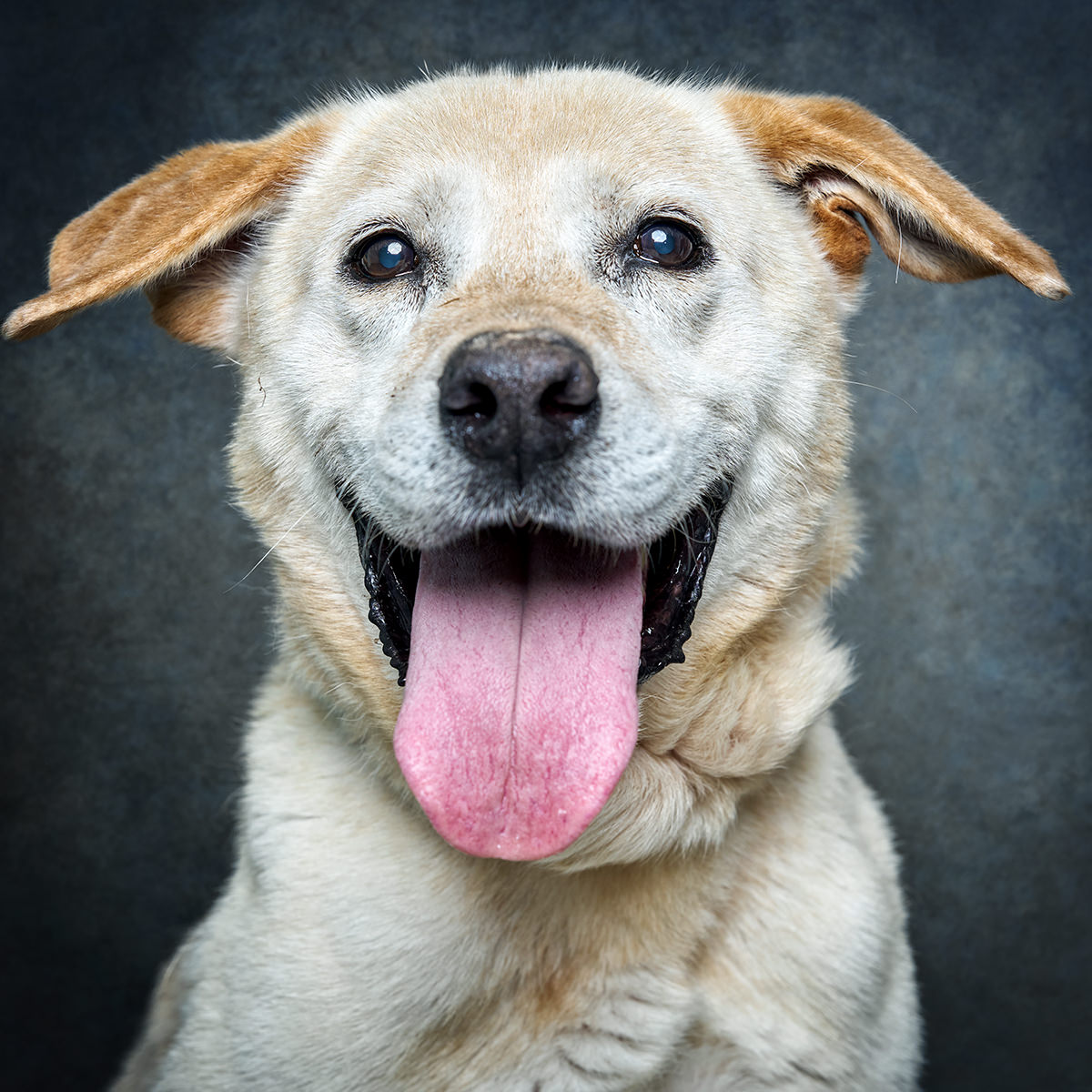 Retrato de Arnaldo, cão para adoção em Matosinhos
