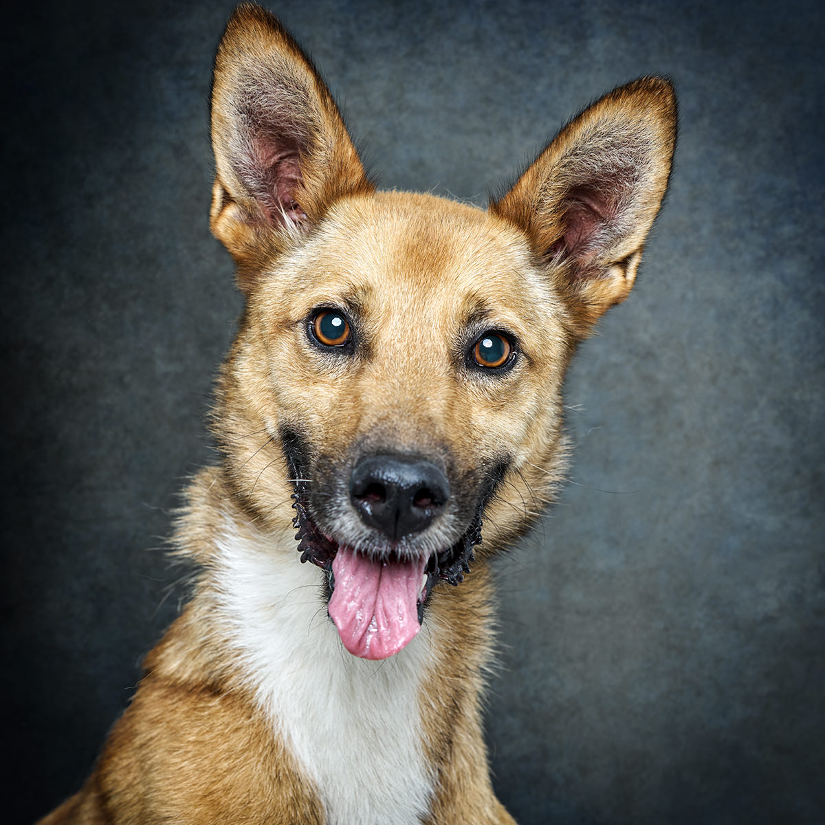 Retrato de Bambi, cão para adoção em Matosinhos