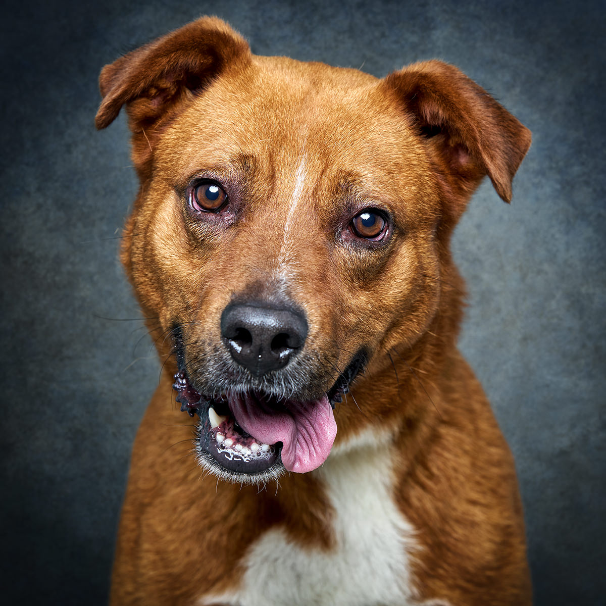 Retrato de Bóris, cão para adoção em Matosinhos