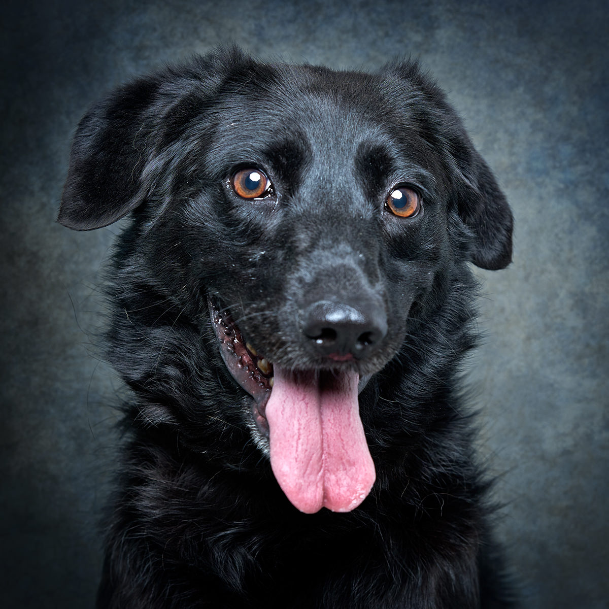 Retrato de Daisy, cadela para adoção em Matosinhos