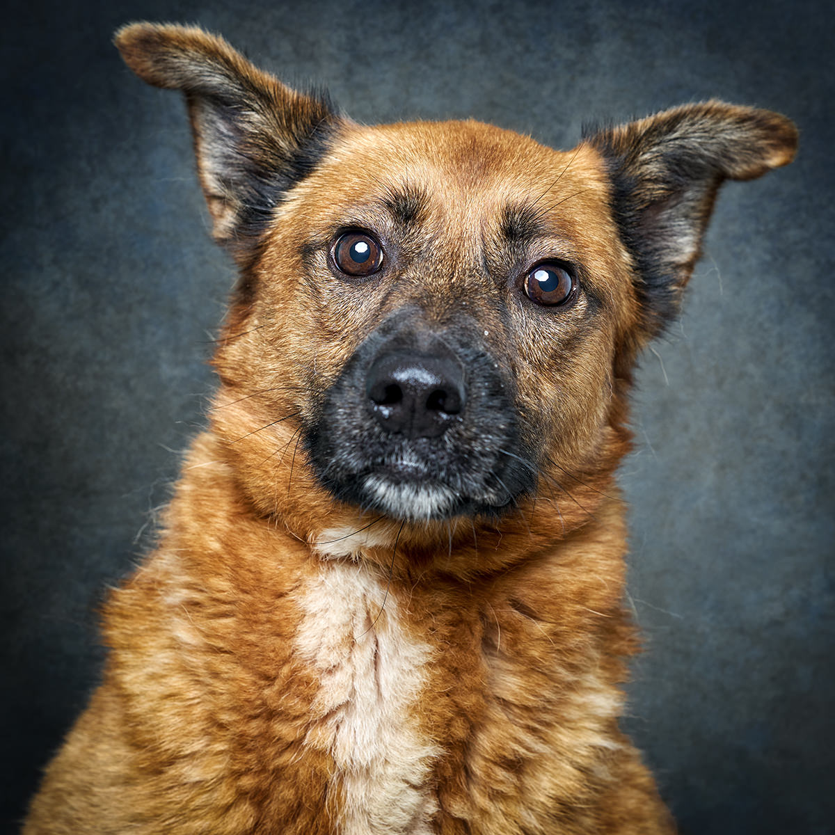 Retrato de Fénix, cadela para adoção em Matosinhos
