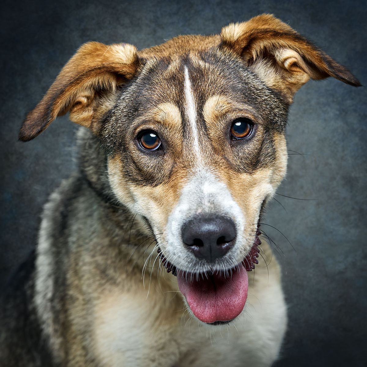 Retrato de Nina, cadela para adoção em Matosinhos
