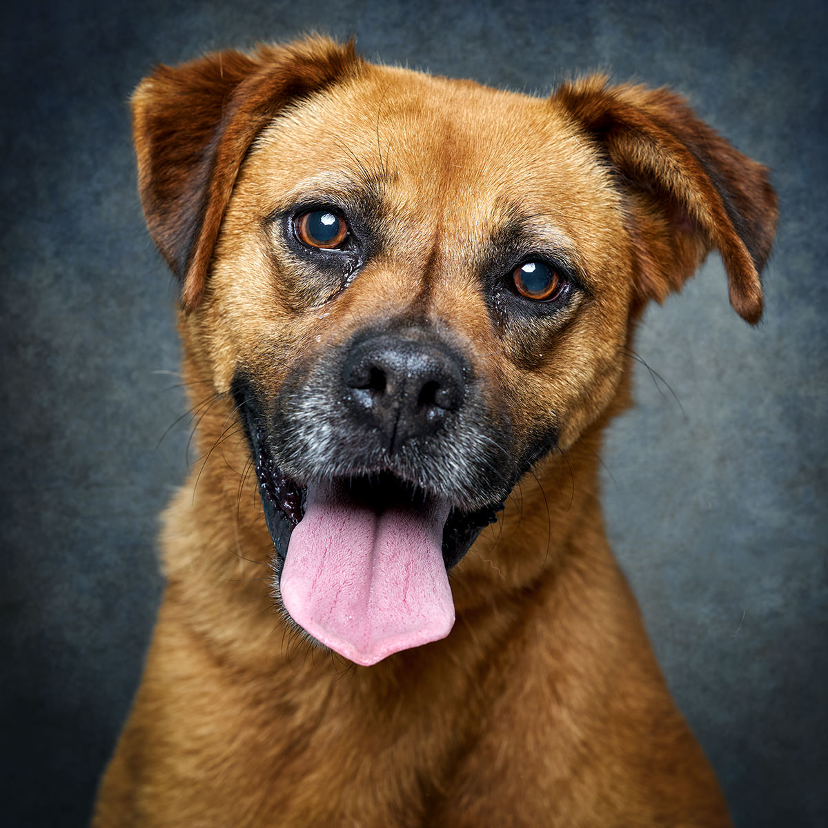 Retrato de Okssana, cadela para adoção em Matosinhos