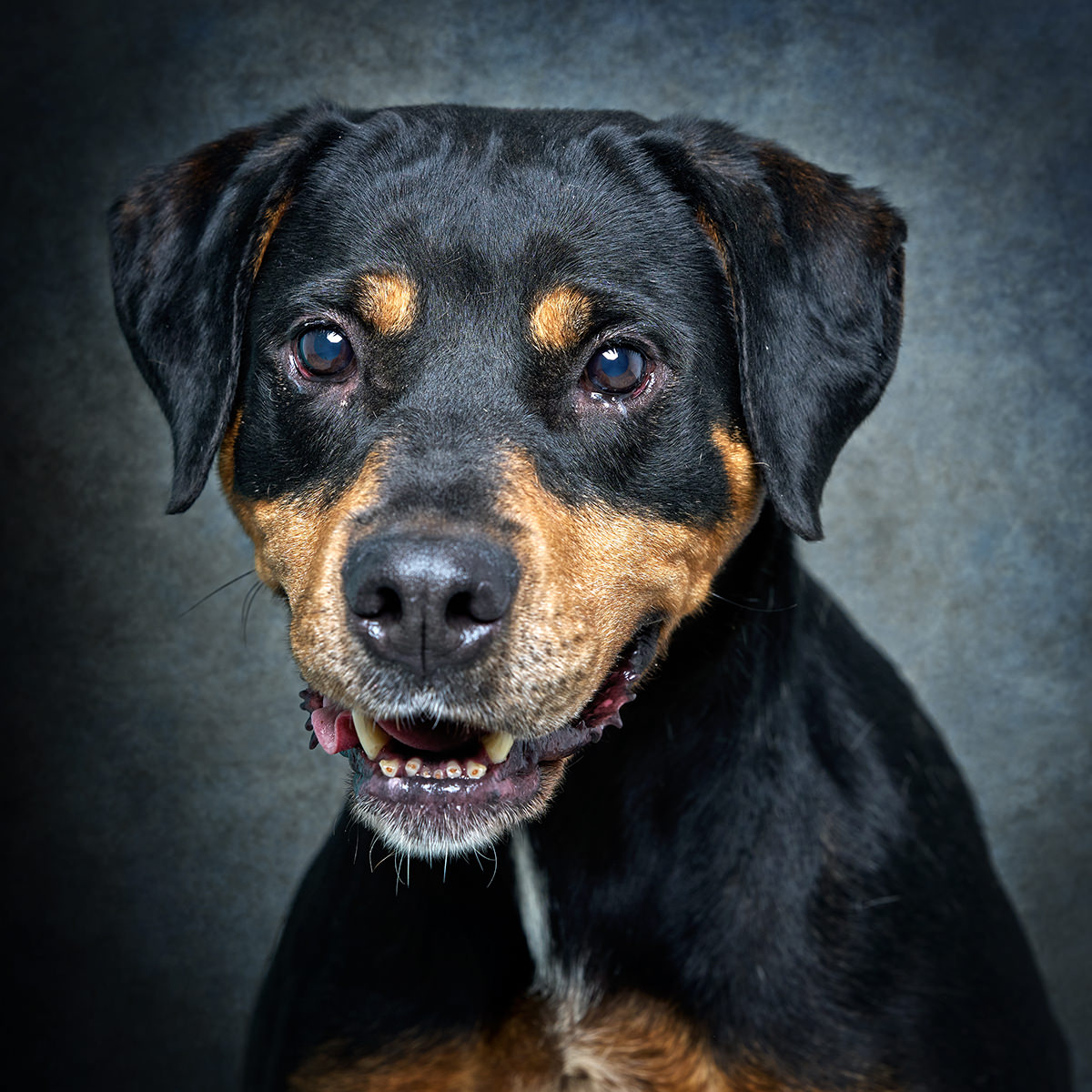 Retrato de Pitaya, cadela para adoção em Matosinhos