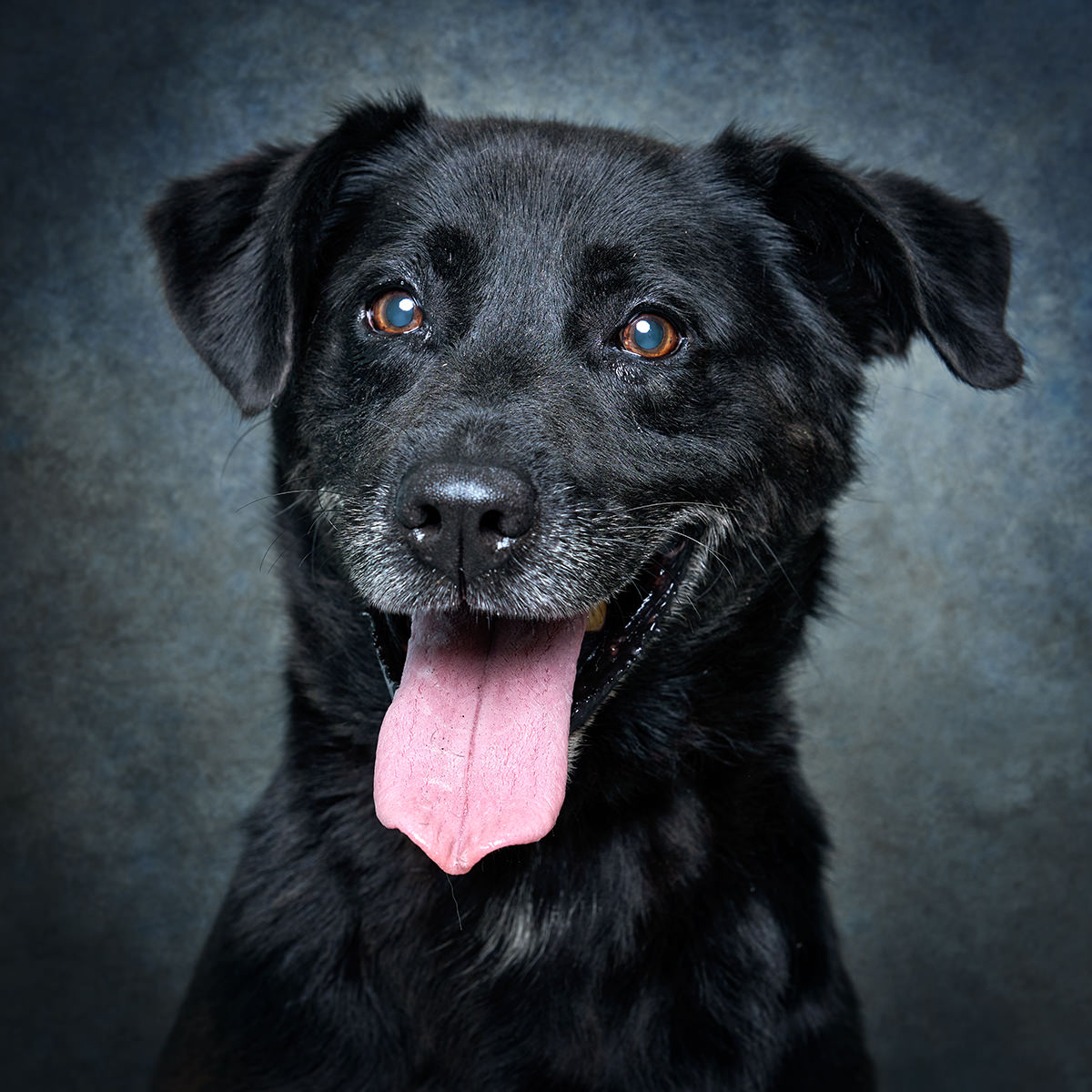 Retrato de Ruca, cão para adoção em Matosinhos