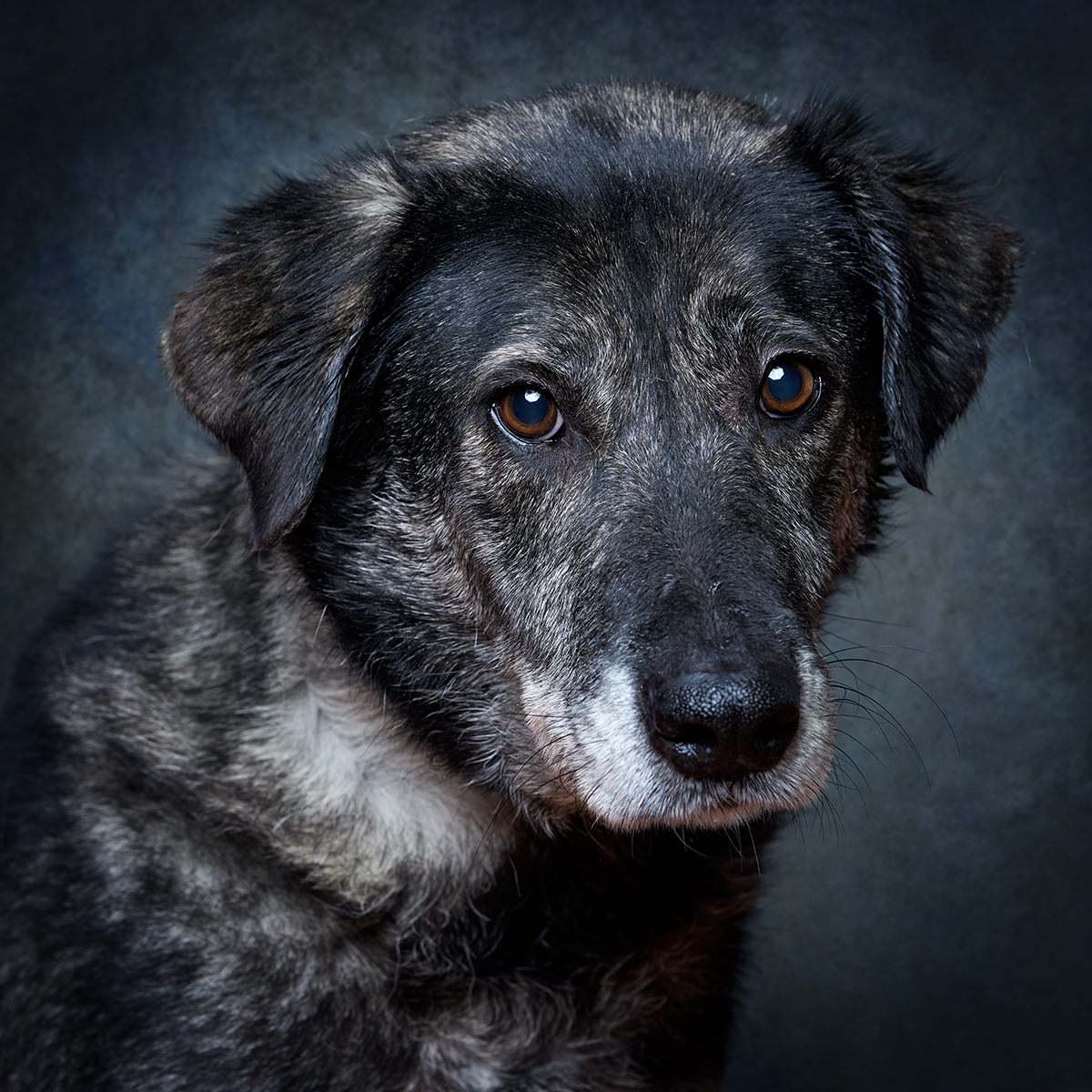 Retrato de April, cadela para adoção em Sintra