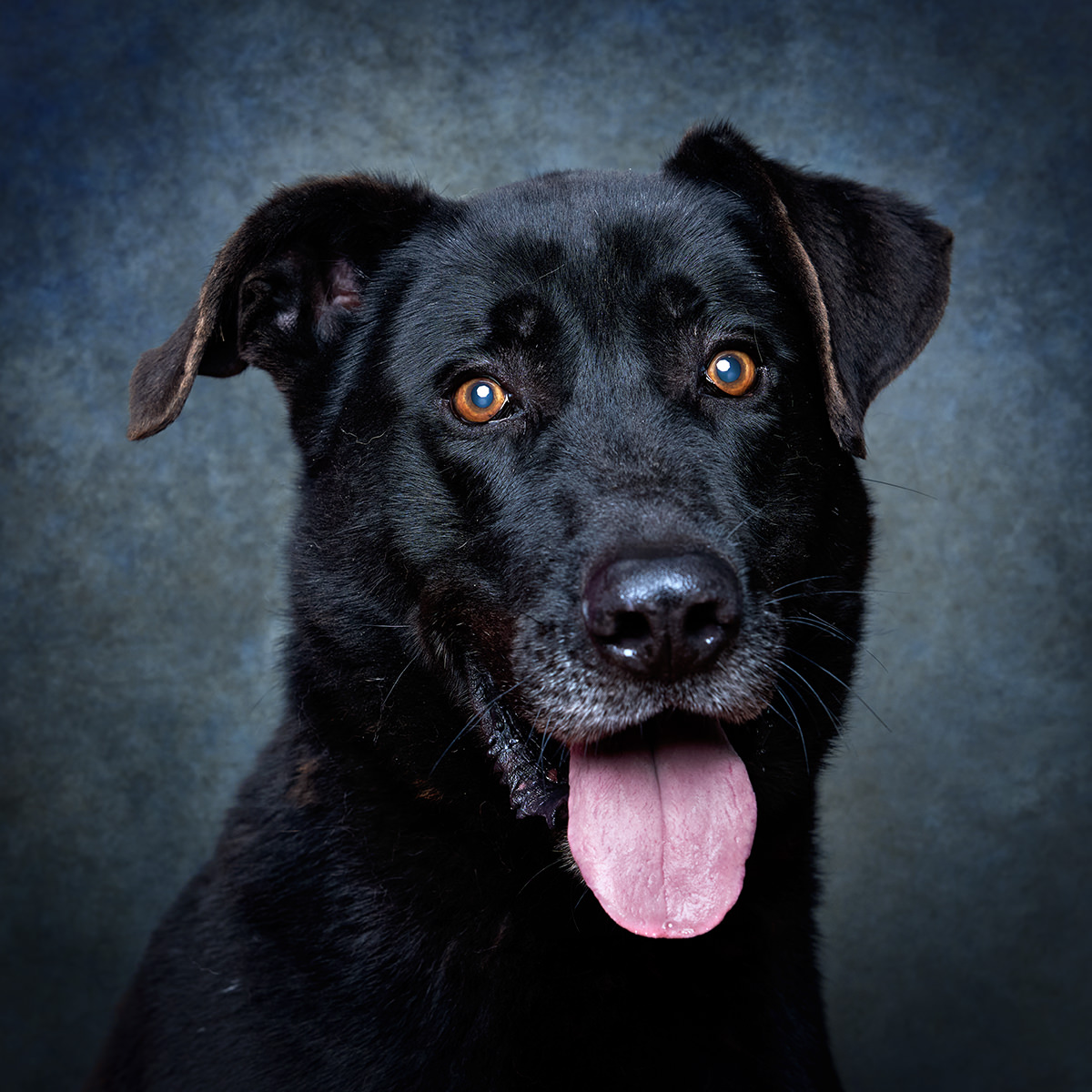 Retrato de Beethoven, cão para adoção em Sintra