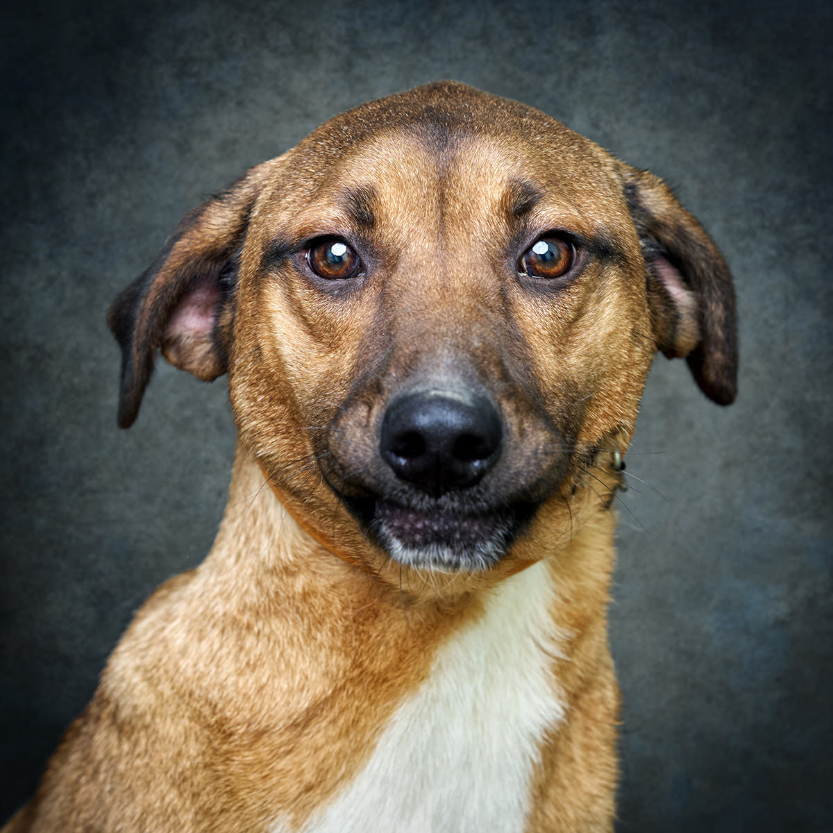 Retrato de Billy, cão para adoção em Soure