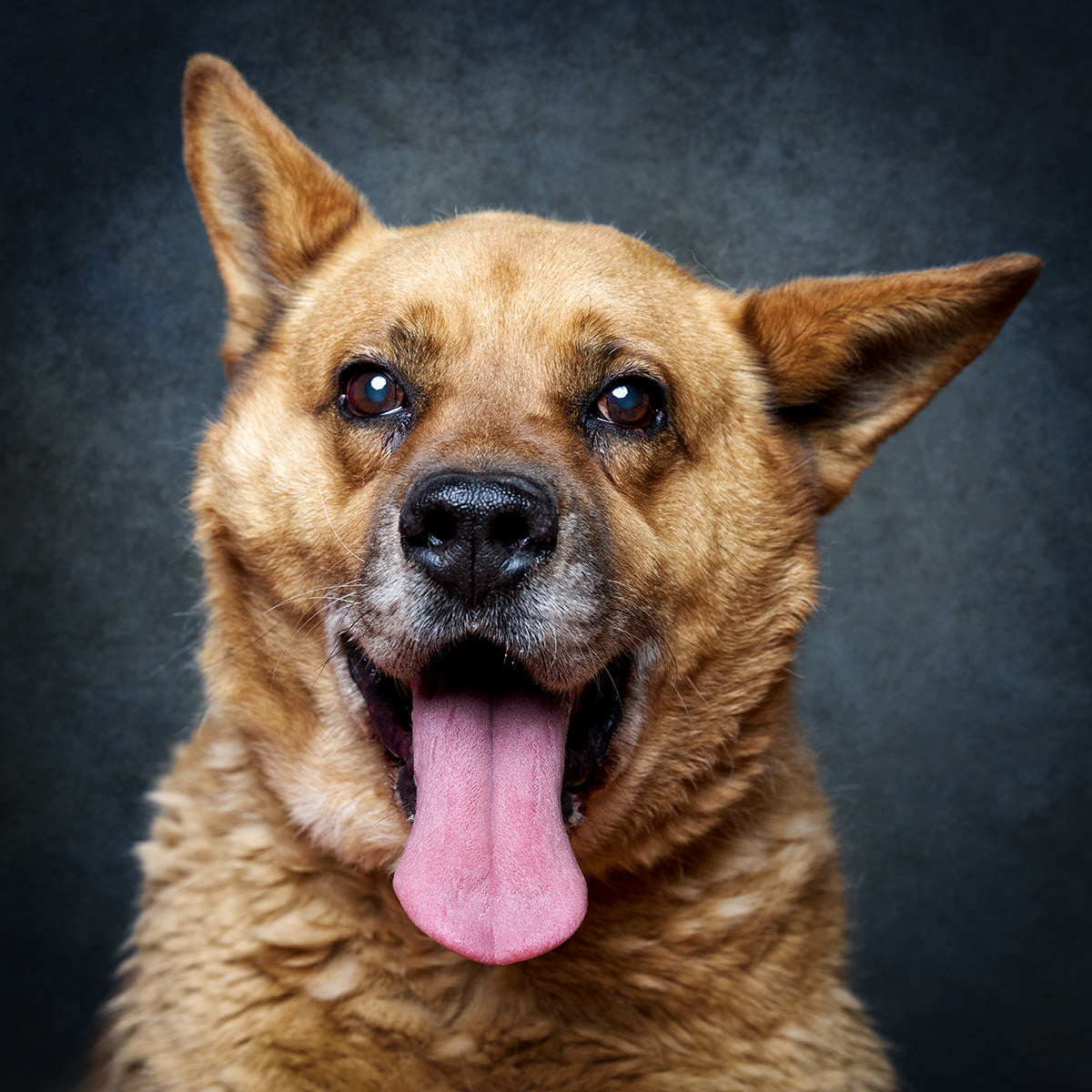 Retrato de Bob, cão para adoção em Sintra
