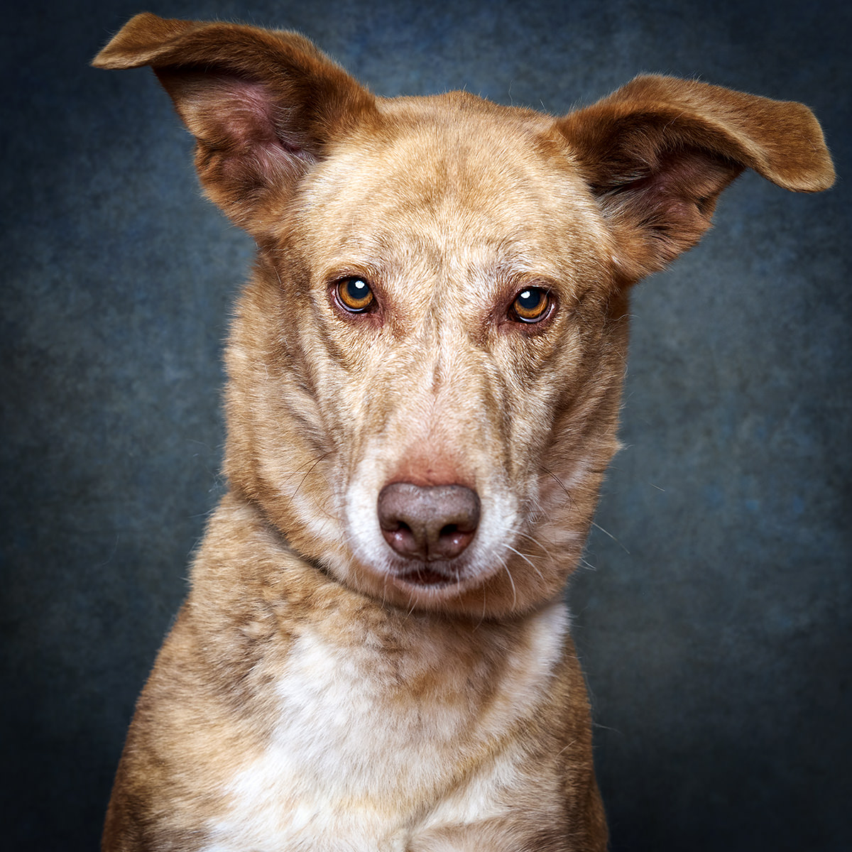 Retrato de Dashi, cão para adoção em Sintra
