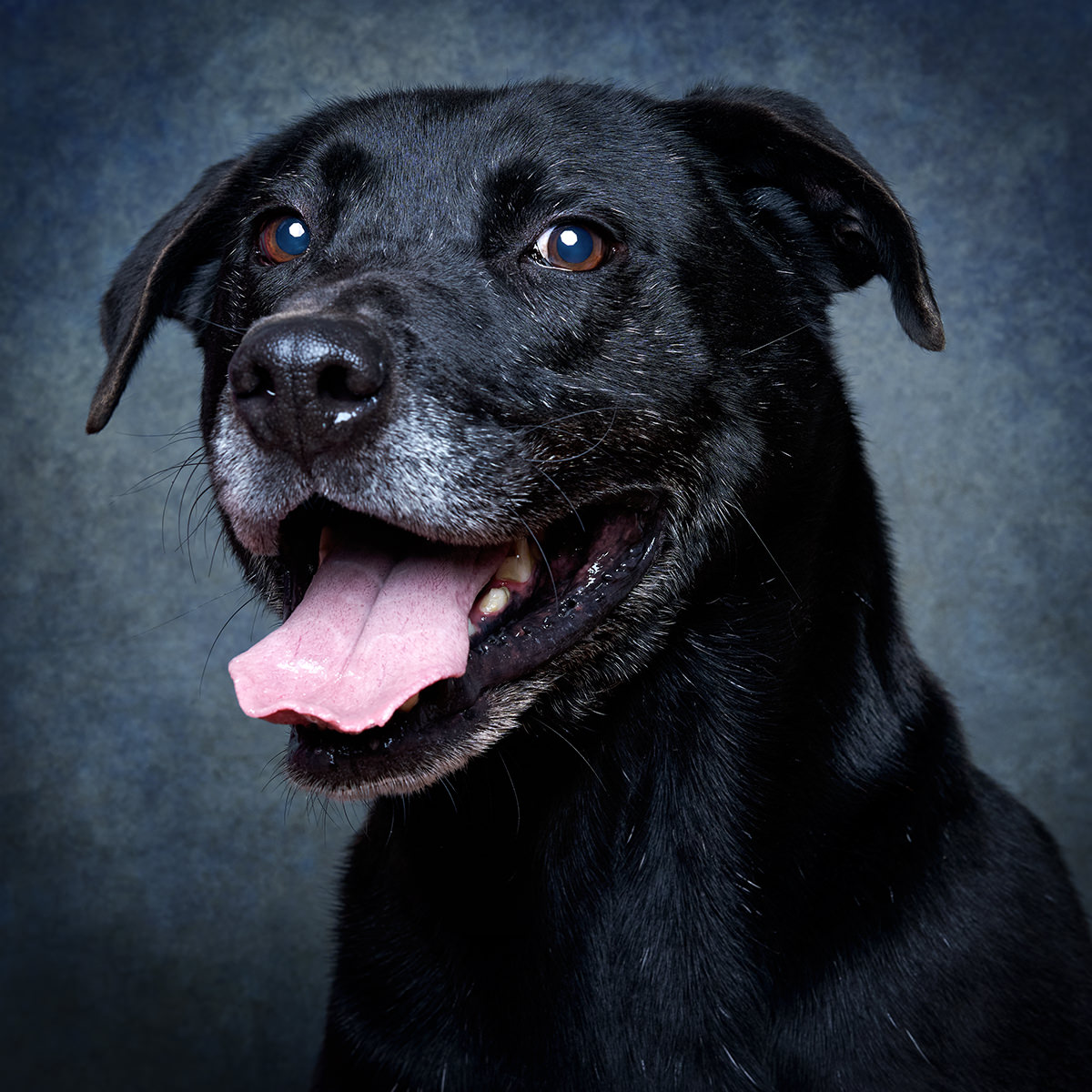 Retrato de Dico, cão para adoção em Sintra