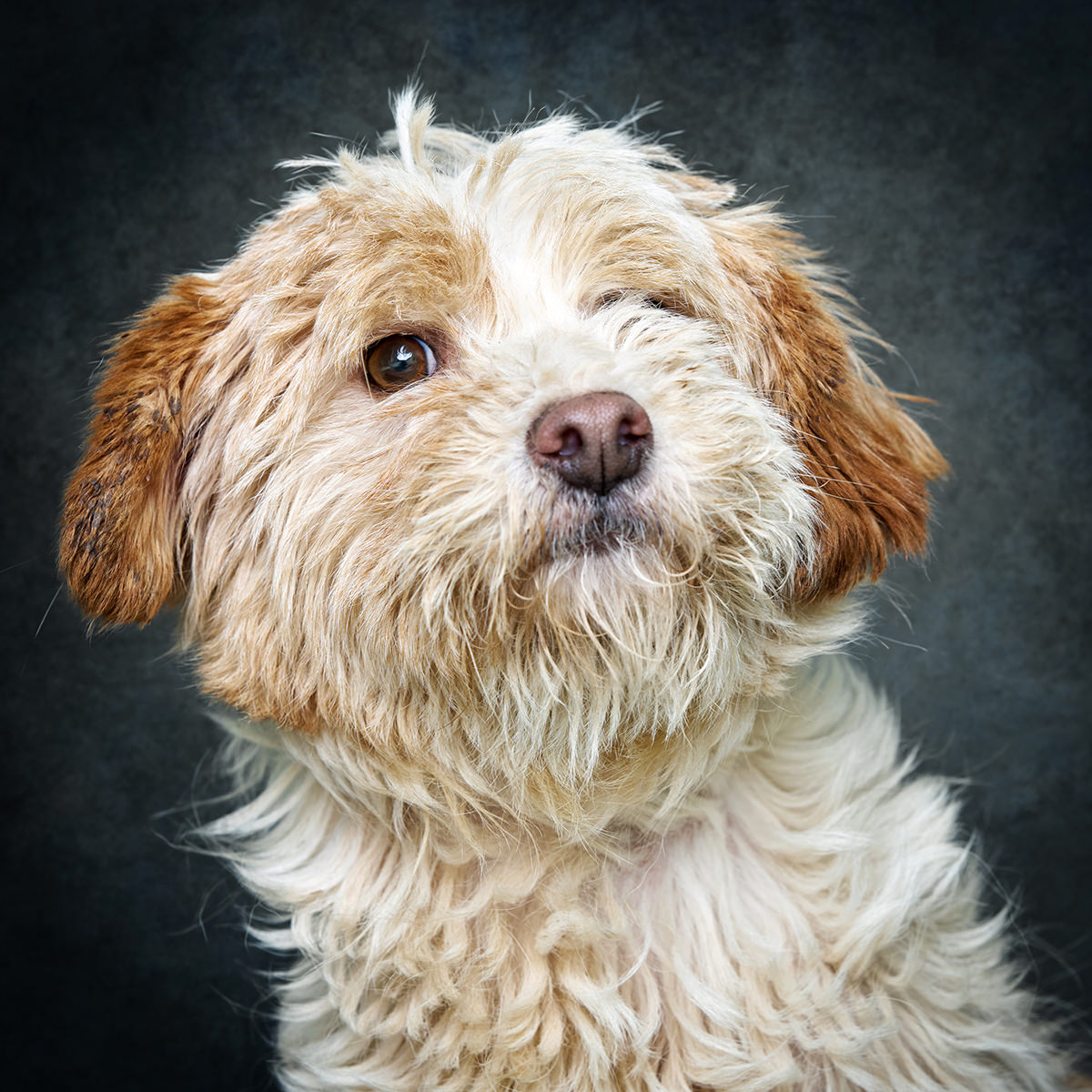 Retrato de Gadelhas, cão para adoção em Soure