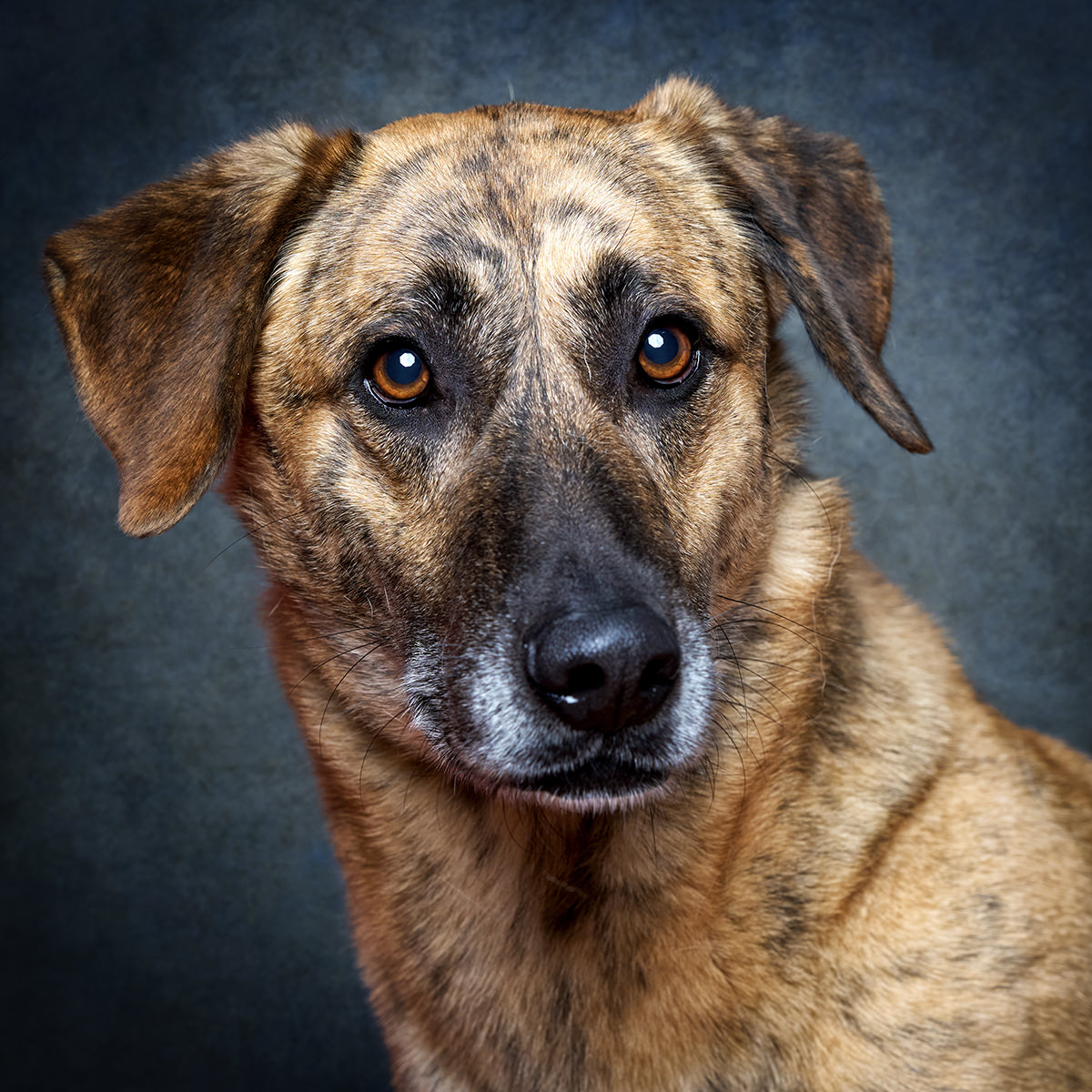 Retrato de Goulash, cão para adoção em Sintra