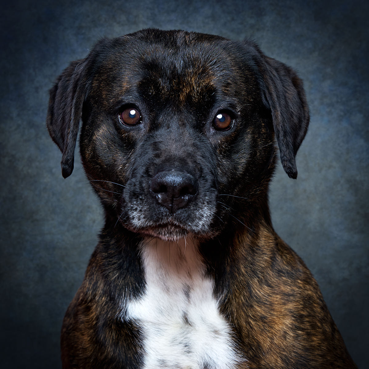 Retrato de Holly, cadela para adoção em Sintra