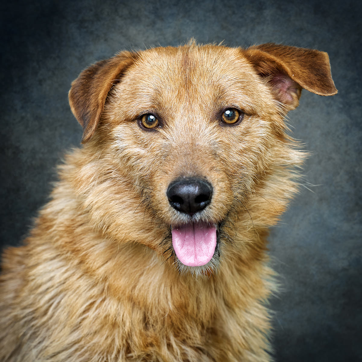 Retrato de João Ratão, cão para adoção em Soure