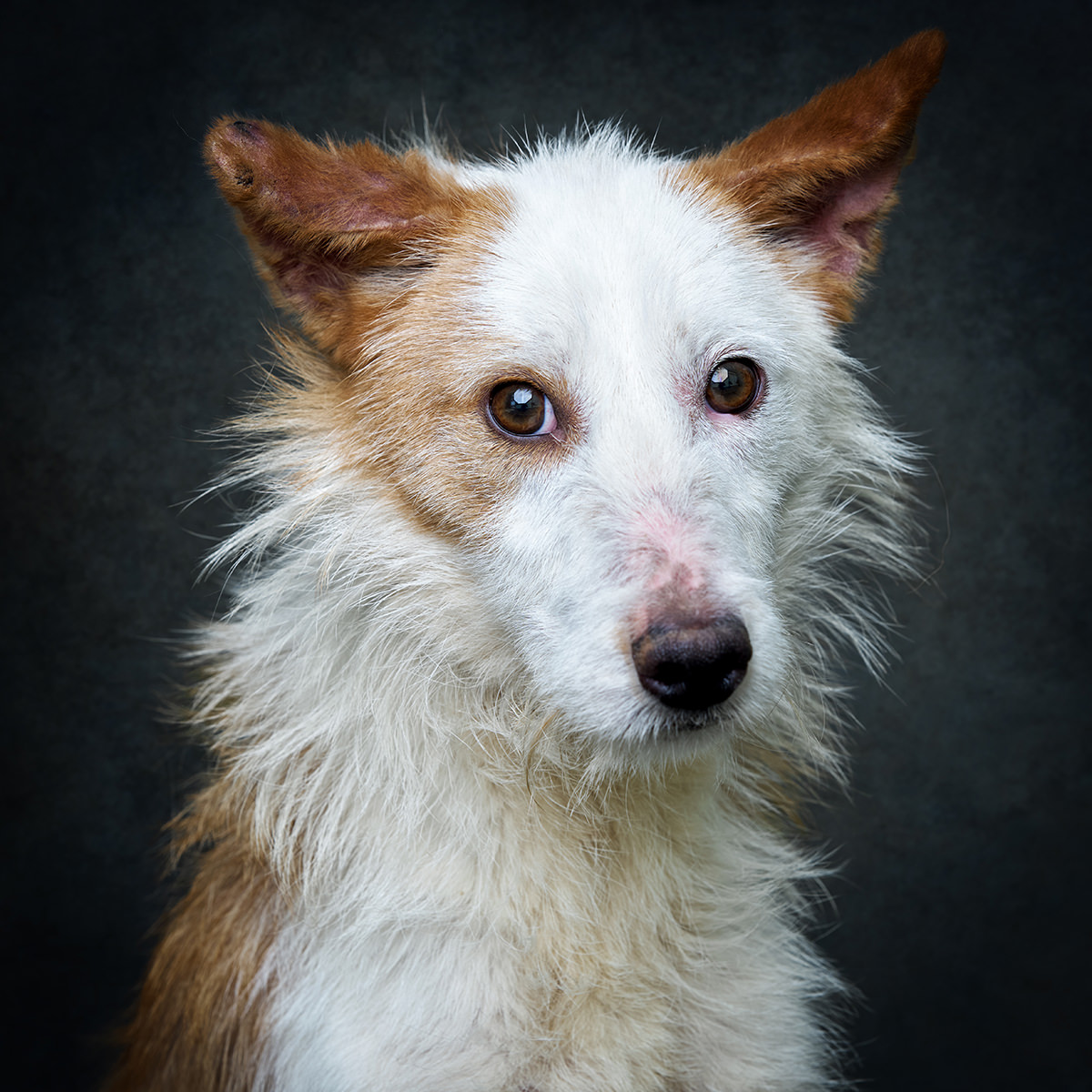 Retrato de Laika, cadela para adoção em Soure