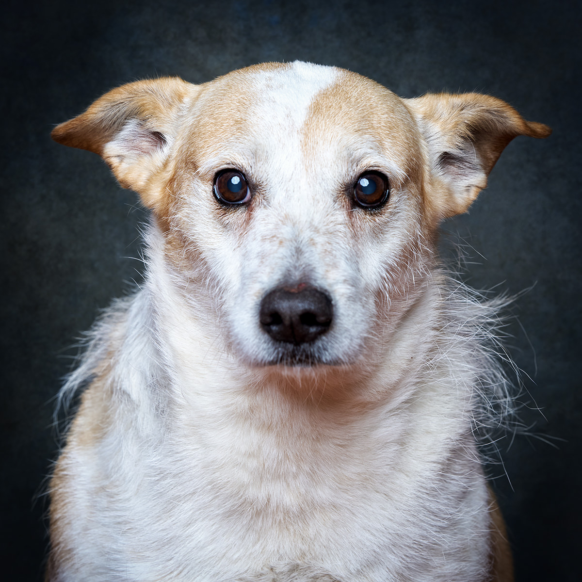 Retrato de Layla, cadela para adoção em Sintra