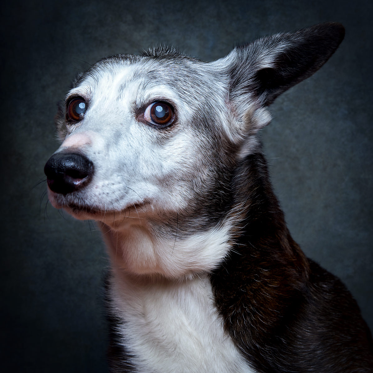 Retrato de Lola, cadela para adoção em Sintra