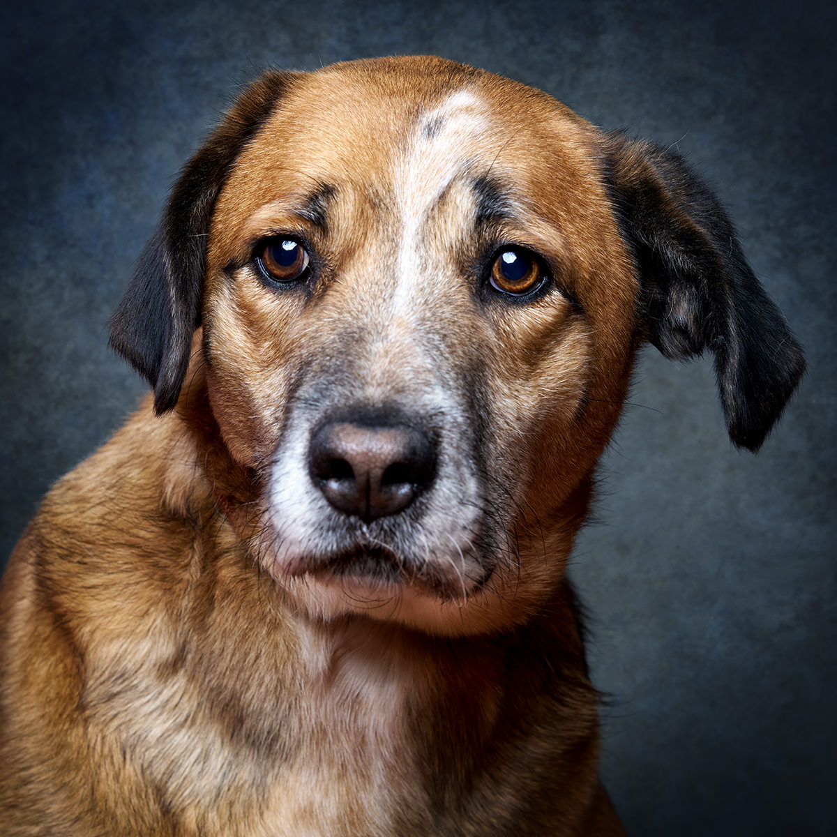 Retrato de Maddie, cadela para adoção em Sintra