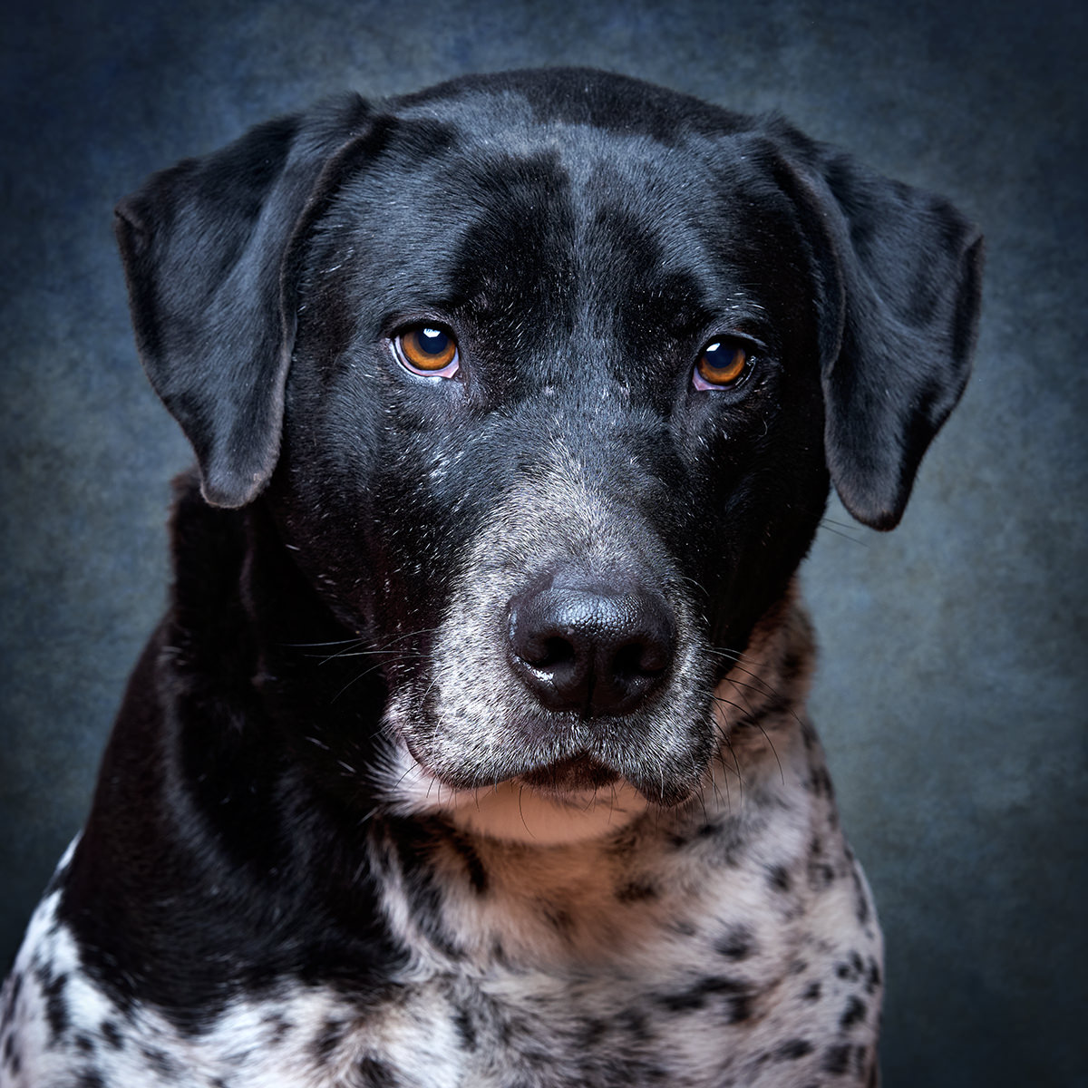 Retrato de Marley, cão para adoção em Sintra