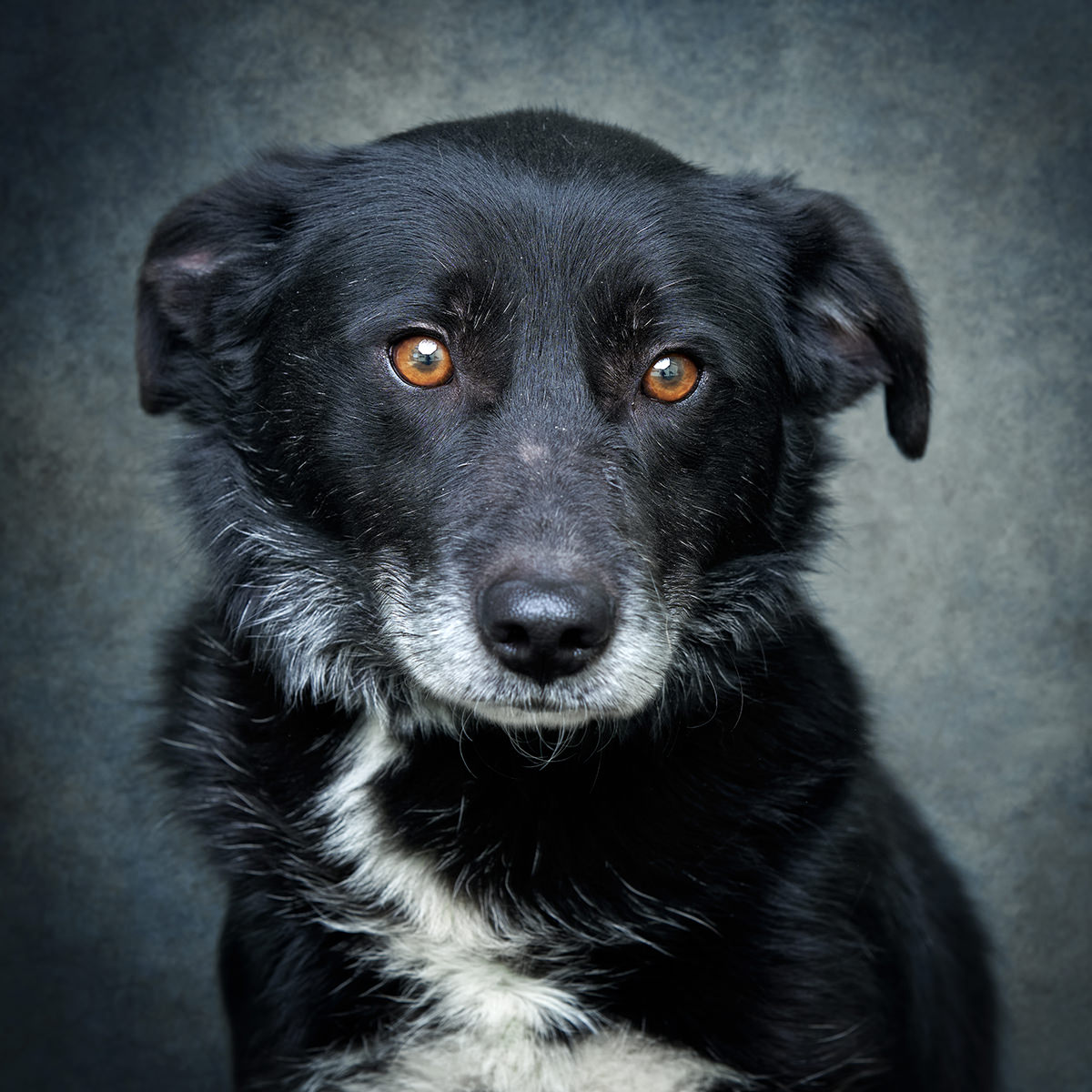 Retrato de Meiguinho, cão para adoção em Soure