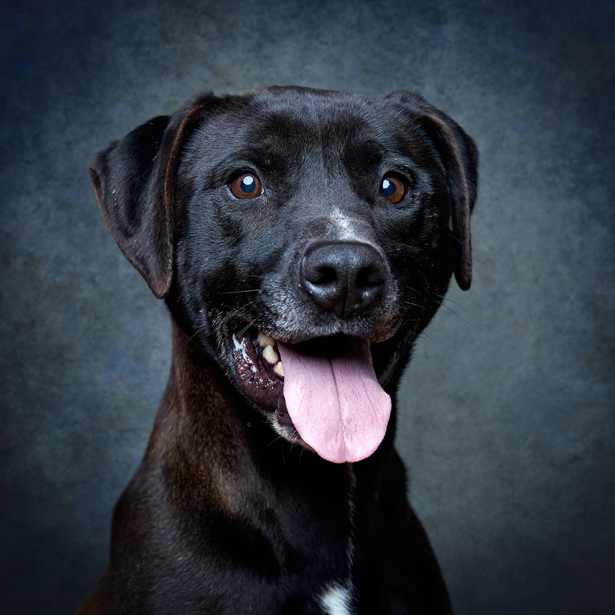 Retrato de Mento, cão para adoção em Sintra