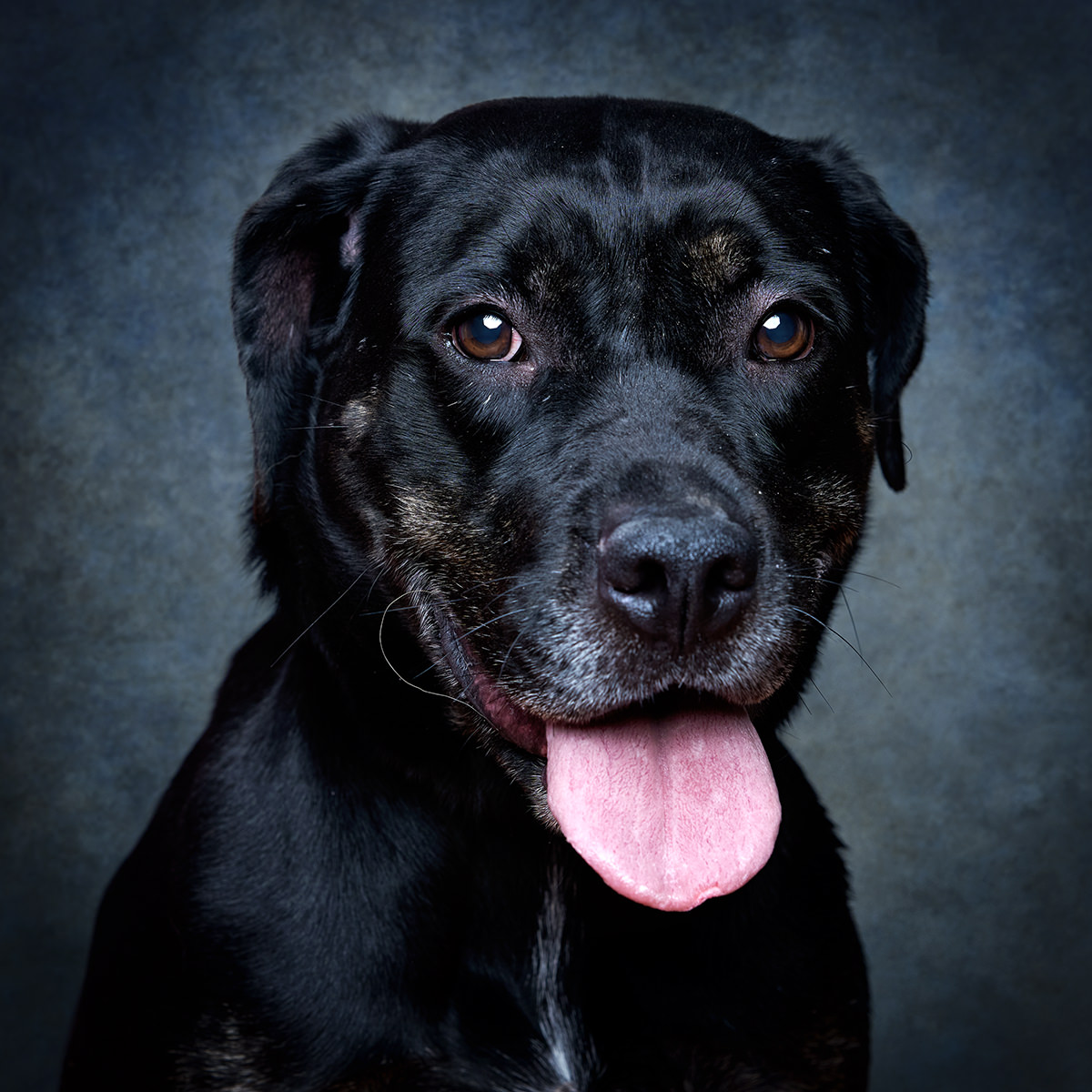Retrato de Nina, cadela para adoção em Sintra