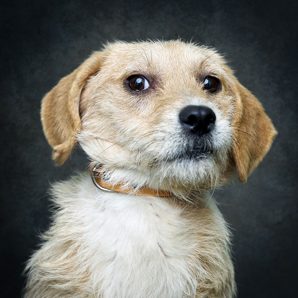 Retrato de Serena, cadela para adoção em Soure