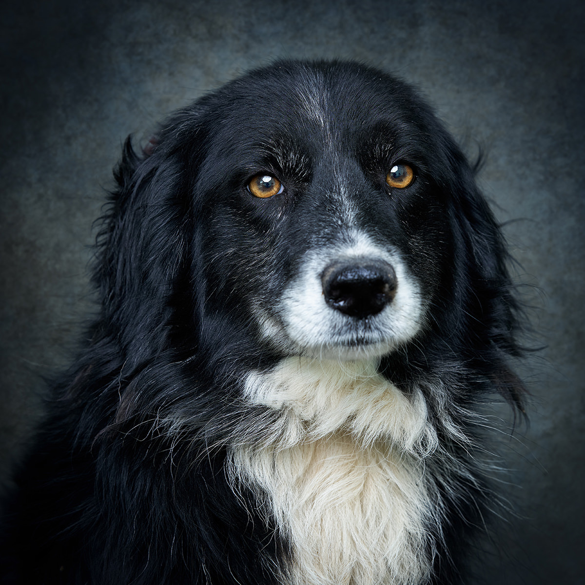 Retrato de Seta, cadela para adoção em Soure