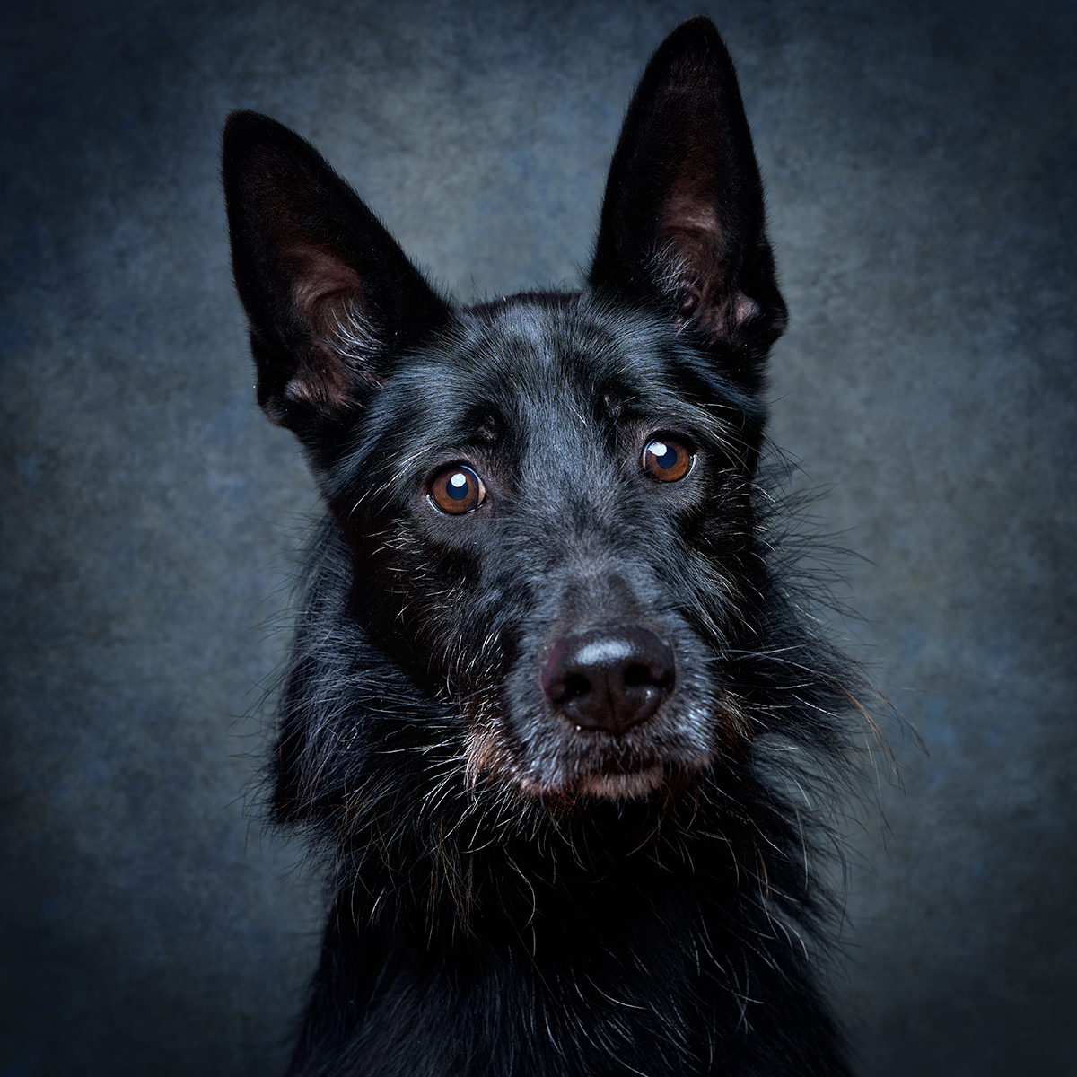 Retrato de Shade, cão para adoção em Sintra