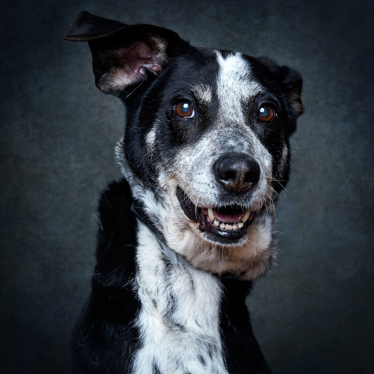 Retrato de Tobby, cão para adoção em Sintra