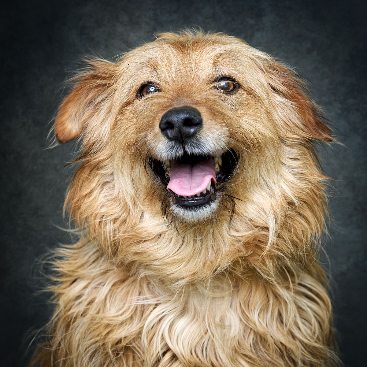 Retrato de Xana, cadela para adoção em Soure