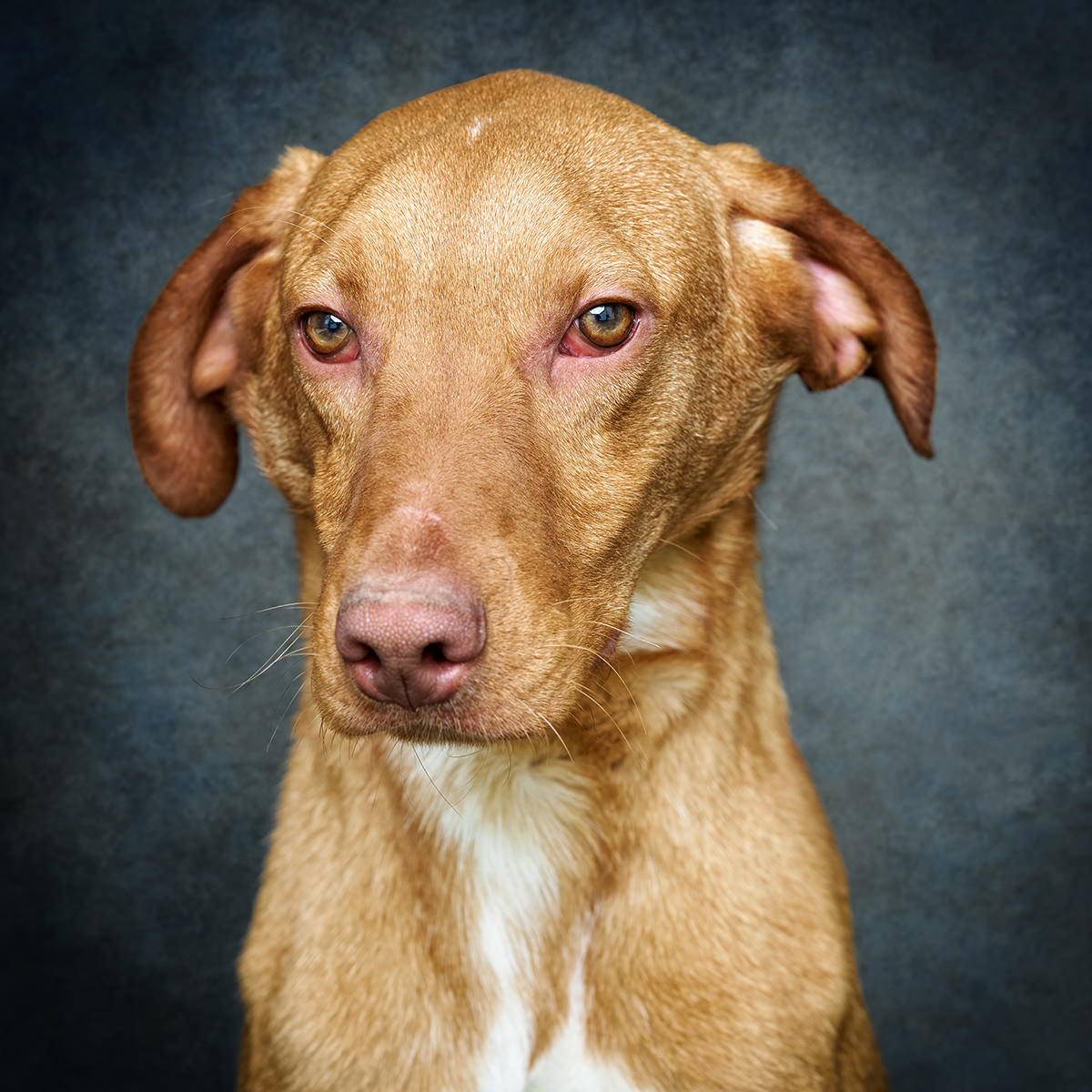 Retrato de Zeus, cão para adoção em Soure