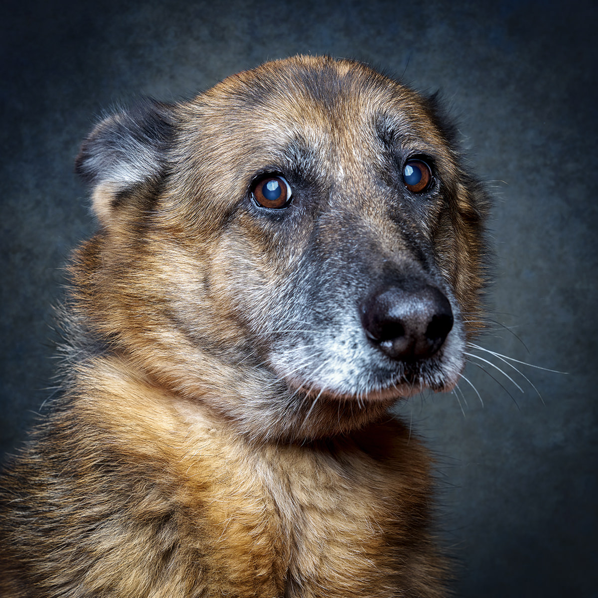 Retrato de Zhora, cadela para adoção em Sintra